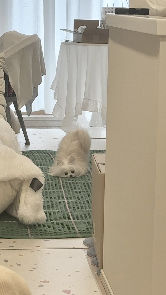 かわいーぬ (@kawai_nu_san) / Posts / X