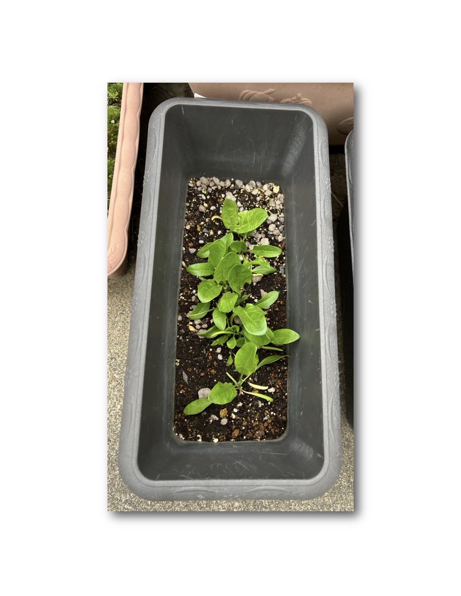 玄関前の階段菜園 3/4 (種まきから99日目) (種まき(追加)から82日目