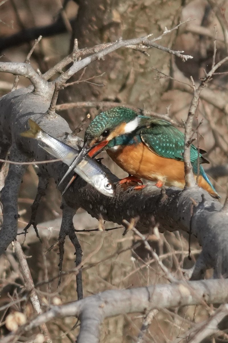 今日も一日お疲れさまです😊 朝は昨日からの雨が降ってましたが昼には