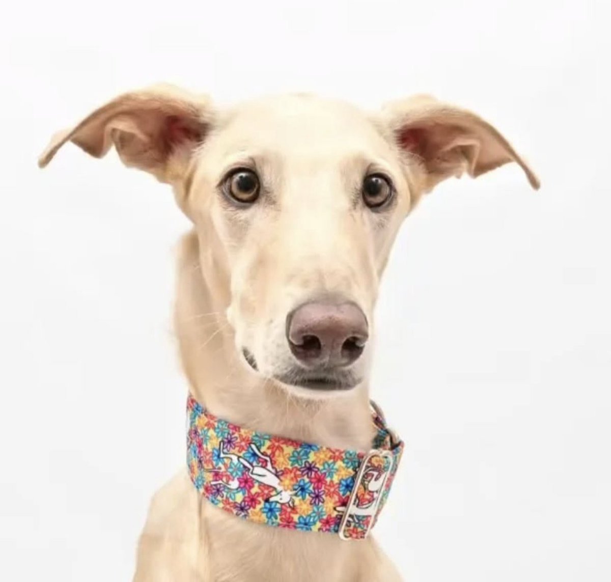 Marc Guardiola tweet media