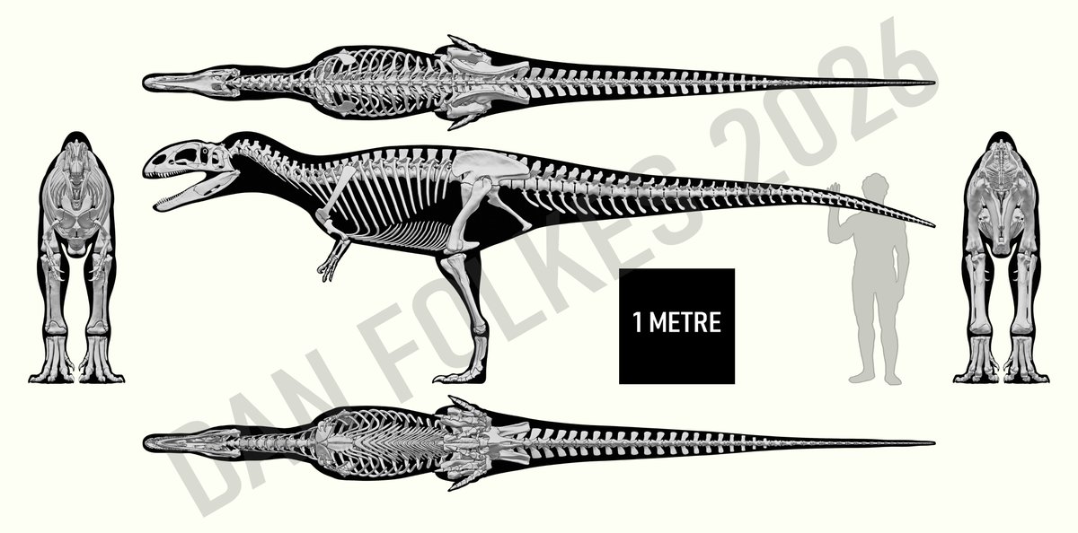 A new reconstruction, and a blog to go with it! #Neovenator salerii - because it's worth it!
thecodontia.com/blog/neovenato…