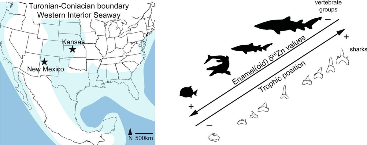 JamaleIjouiher's tweet image. New paper out on the #ecology of #cretaceous #sharks based on their tooth enamel. Showing that some - #Cretoxyrhina, #Archaeolamna, &amp;amp; #Cretalamna - rivaled marine reptiles as apex predators.  

sciencedirect.com/science/articl…
