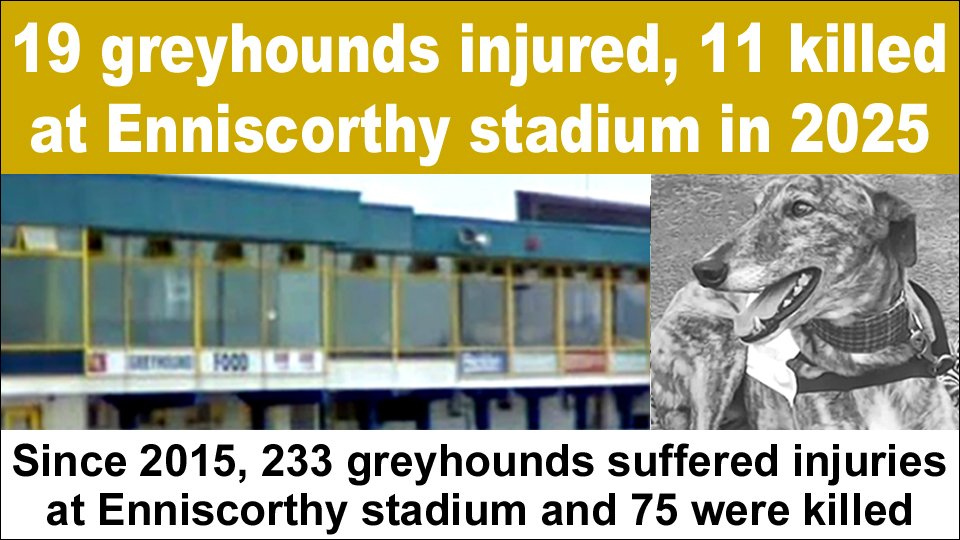 banbloodsports's tweet image. 19 greyhounds injured, 11 killed in races at #Enniscorthy track in 2025 banbloodsports.wordpress.com/2026/03/02/19-… #Ireland #Wexford #BanGreyhoundRacing