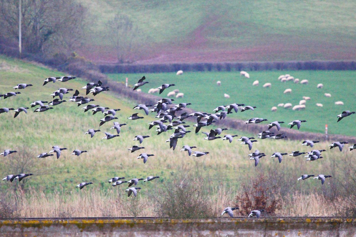 Stuart Line Cruises tweet media