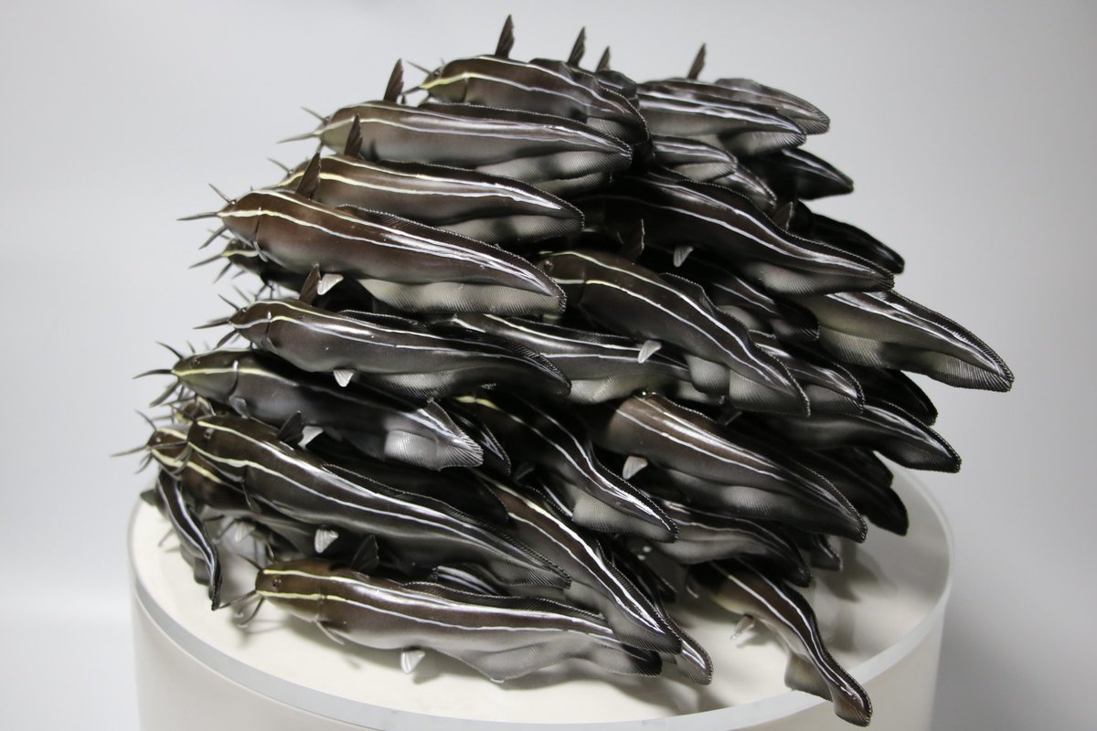 gomap/ごまぷ tweet media