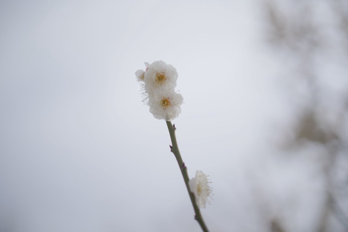 パンチくんの癒やしのおすそ分けです！
お疲れりん
またたーくさんの方々にパンチくんのバイバイの動画をみてもらえました
おさる好…

#がんばれパンチ #子ザルのパンチくん #panchi #パンチくん