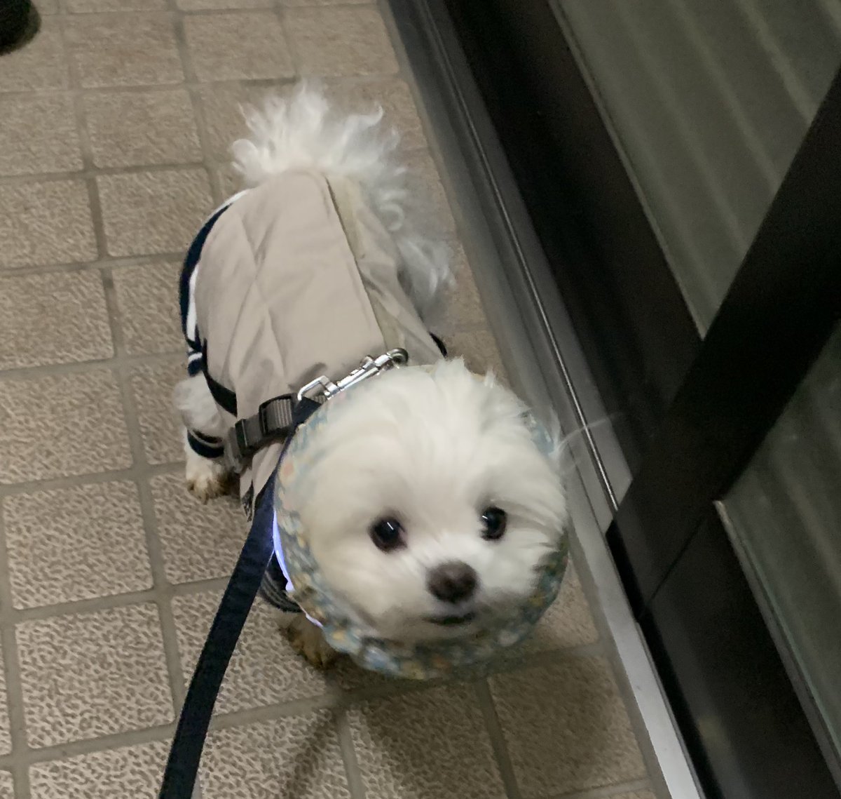 namugi12's tweet photo. 耳汚れ防止付けたら可愛くて何度も見ちゃう🥺

#マルチーズ https://t.co/LDJ7mjsoGc
