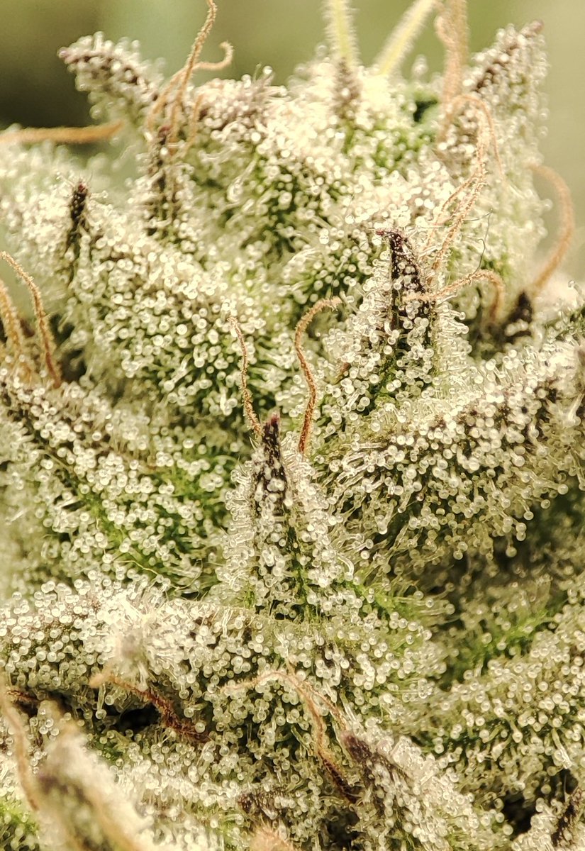 ✨Mikrobenkraft🌱 tweet media