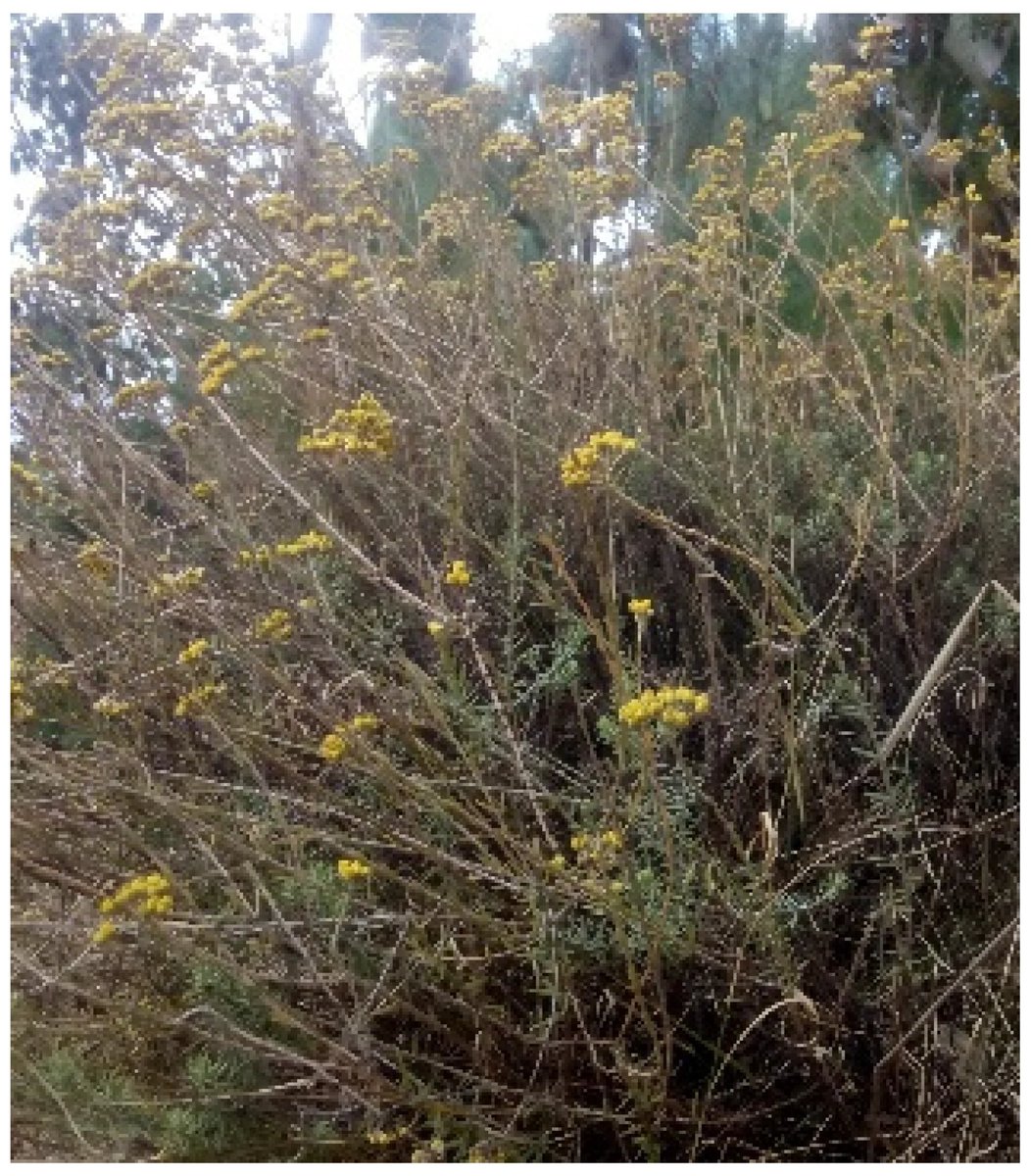 Plants_MDPI's tweet image. 🌿 Essential oil from Malagasy Helichrysum manopappoides shows antimicrobial &amp;amp; antibiofilm activity.

Rich in β-caryophyllene &amp;amp; α-humulene, active against E. coli, Listeria &amp;amp; Salmonella.

🔗 Read more: brnw.ch/21x0rkP

#EssentialOils #Antimicrobial