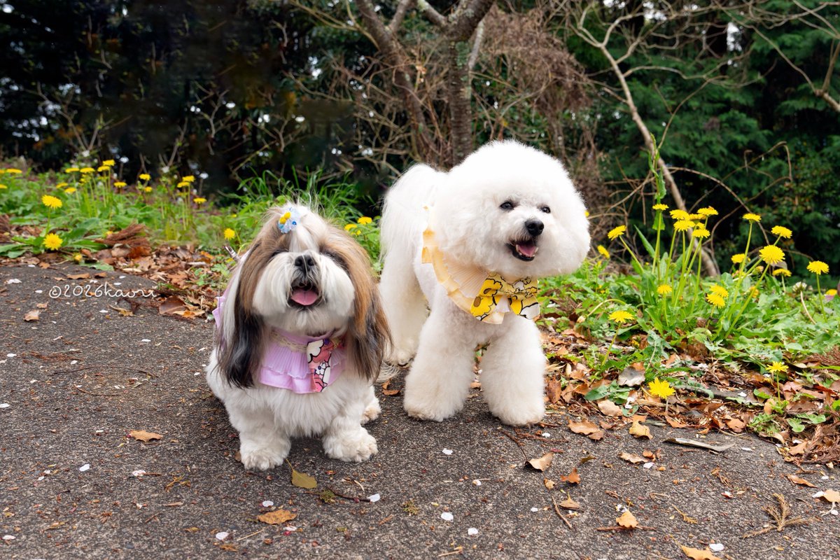 雨上がりのお散歩🌞 暖かくなって来ましたね🐶💓 #ビションフリーゼ