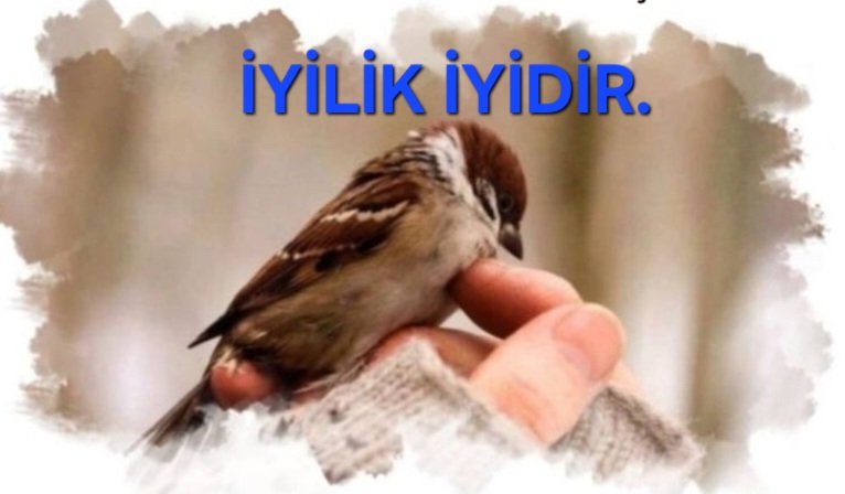 Mu-Zafer tweet media
