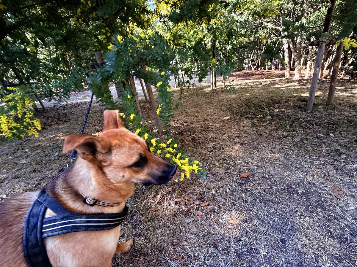silspi's tweet photo. 今日は
お花を見たり
ランに行ったり
オヤツも買ってもらって
満喫したち🐶
#雑種犬 #zasshu #野犬の子犬 https://t.co/UWgWtkE60a