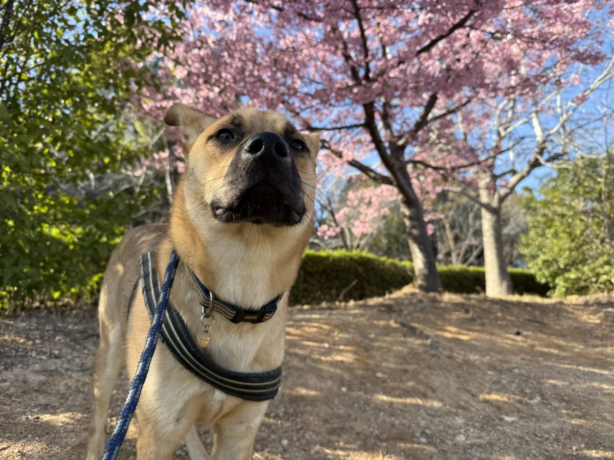 silspi's tweet photo. 今日は
お花を見たり
ランに行ったり
オヤツも買ってもらって
満喫したち🐶
#雑種犬 #zasshu #野犬の子犬 https://t.co/UWgWtkE60a
