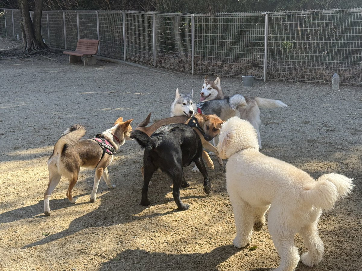 silspi's tweet photo. 今日は
お花を見たり
ランに行ったり
オヤツも買ってもらって
満喫したち🐶
#雑種犬 #zasshu #野犬の子犬 https://t.co/UWgWtkE60a
