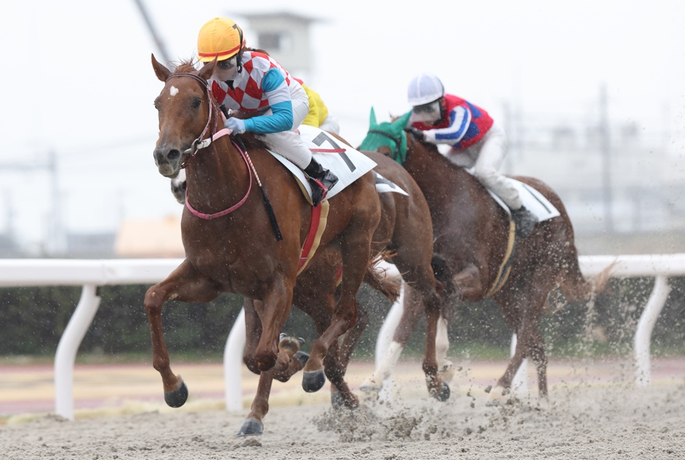 おはようございます。本日はJRA中山、阪神競馬を、地方競馬は水沢競馬