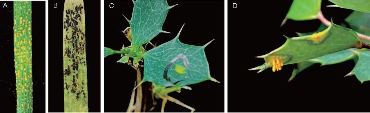 Journal of Integrative Agriculture tweet media