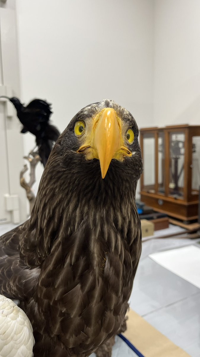 【公式】特別展「鳥」 tweet media