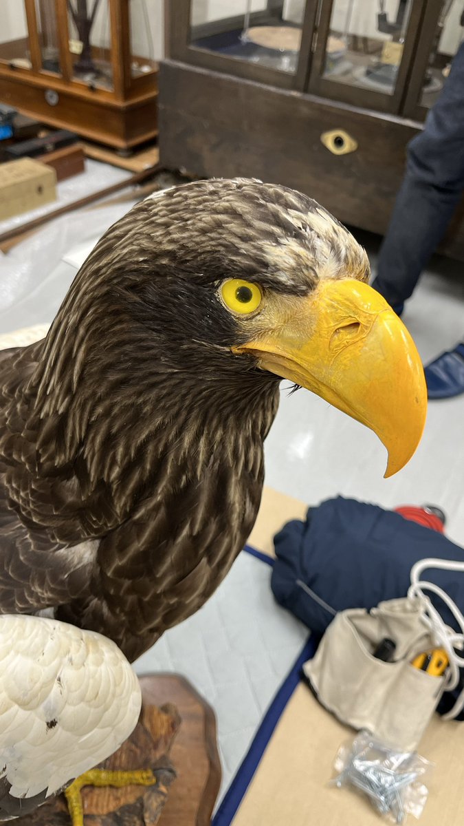 【公式】特別展「鳥」 tweet media