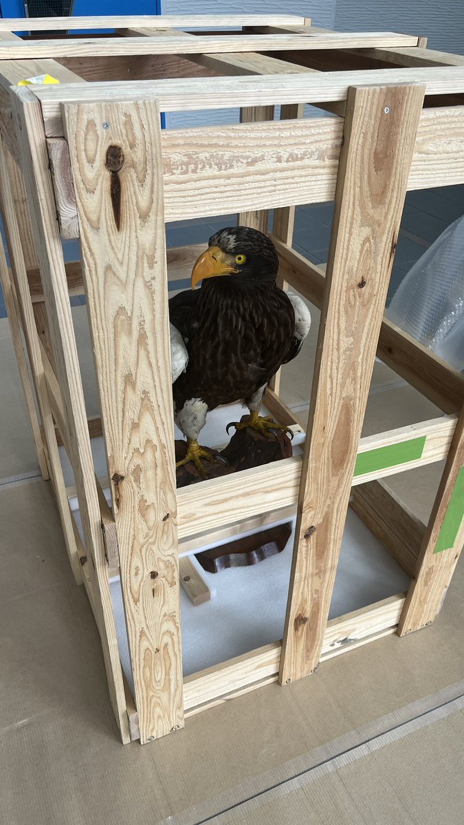 【公式】特別展「鳥」 tweet media