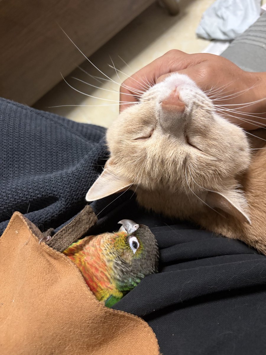 Aaron_oooo's tweet photo. 有鸡有猫😌 https://t.co/S7yPr8V2Hj