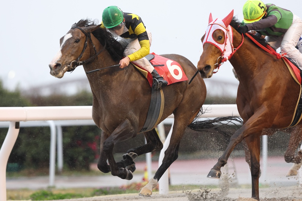 JRA　競馬　馬写真（額入り）冬花 2024桜花賞ポスター｜日本サイン競馬会