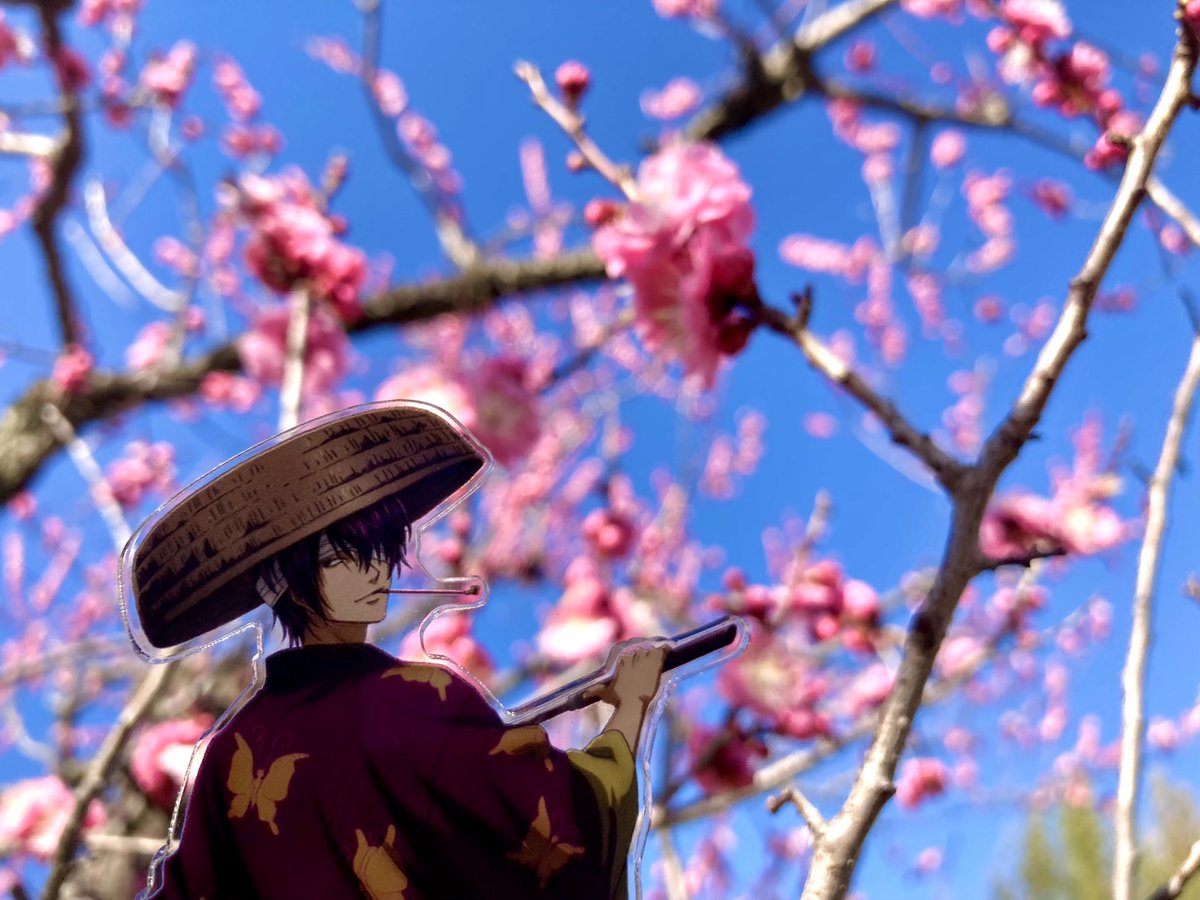 高杉晋作が好きだった梅の季節に間に合ってよかった