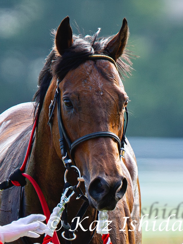 ロードカナロア (2013年 安田記念) Lord Kanaloa ,the 2013 JRA Award