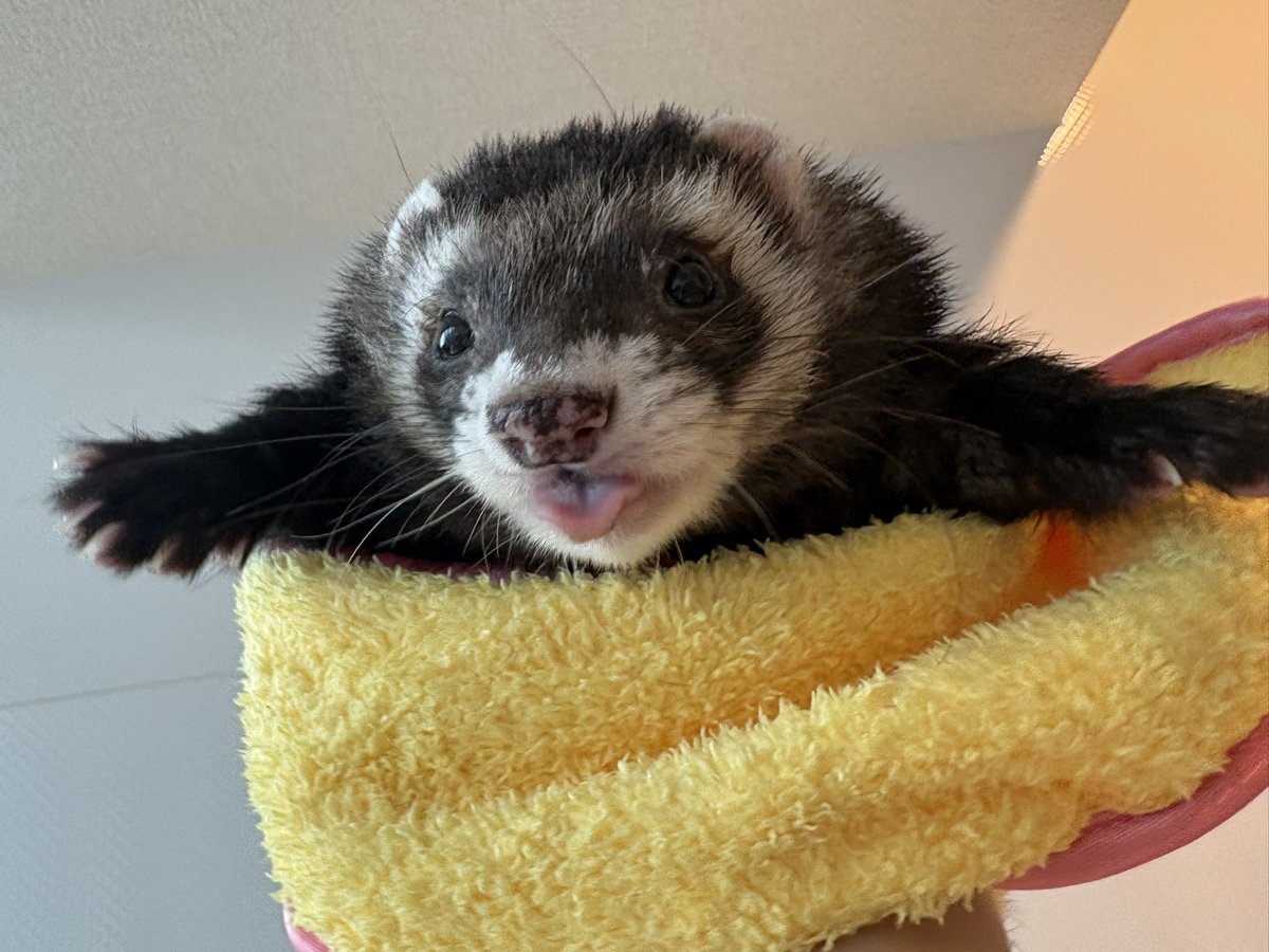 nonnonlabo 黄色い便利タオル、縮んだの可能性としてアルな🤣🤣