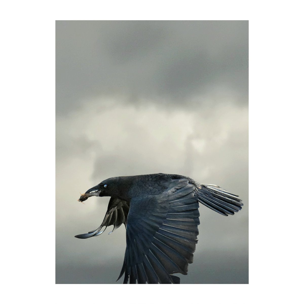 シリーズ『カラス・ The Crow ／ 虚構の翼・Fictional wings 』 #野鳥