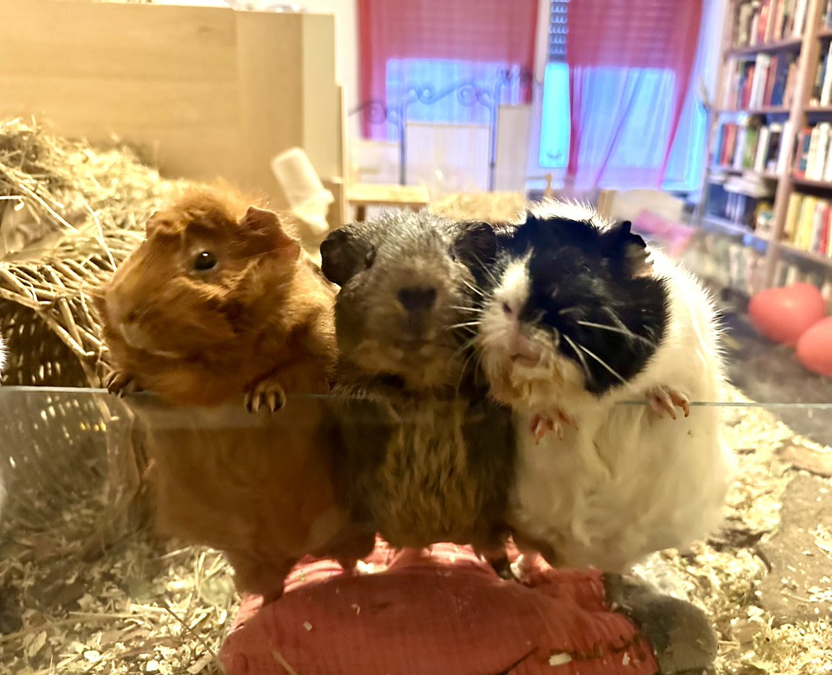 Anna Rebella, the woman, the myth, the legend tweet media