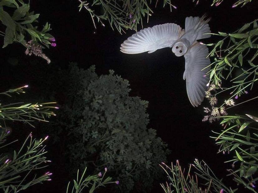 earthcurated's tweet photo. The angel of death… https://t.co/79KsKNqEzk