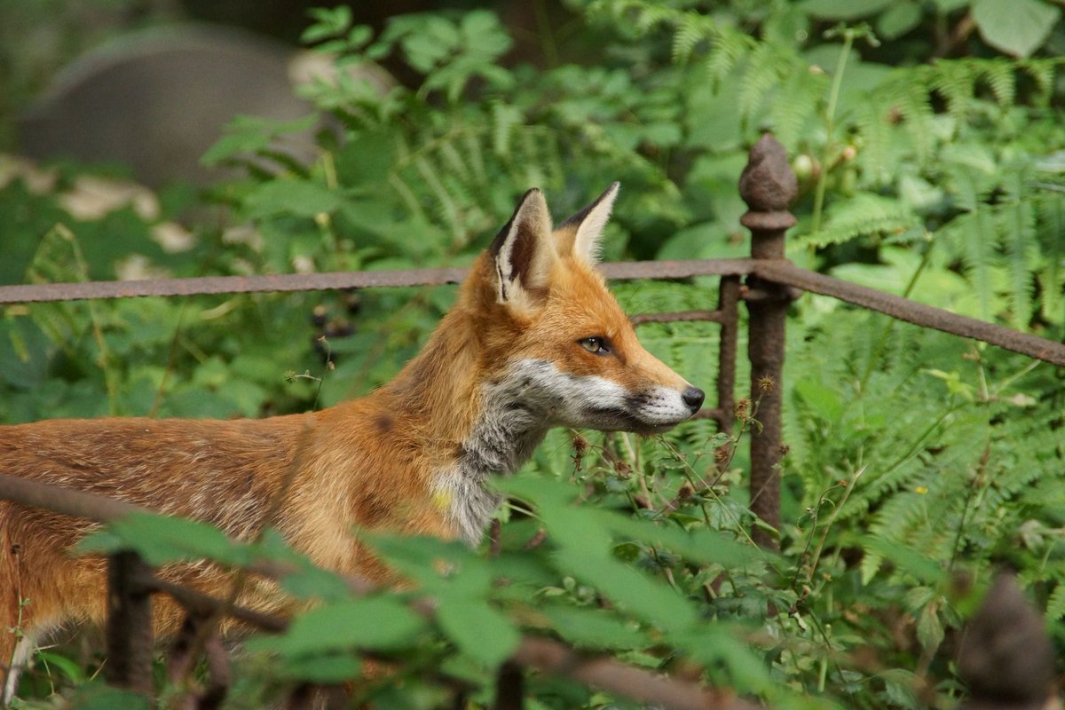 Chris Packham tweet media