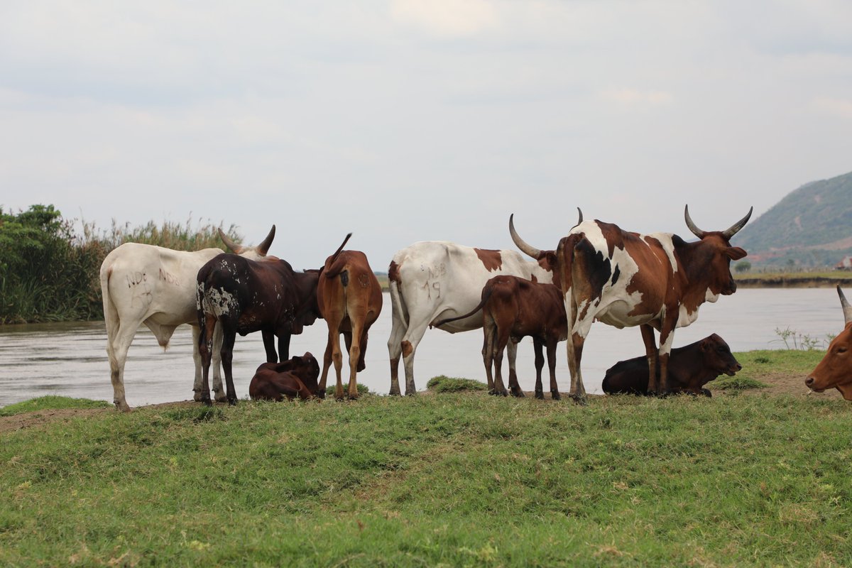 The River Semliki valley in #Ntoroko district often experiences devastating annual #floods – disrupting livelihoods.

With the support of <a href="/JapanGov/">The Gov't of Japan</a>, <a href="/FAO/">Food and Agriculture Organization</a> is constructing a riverbank embarkment to mitigate the impact of future flood events. Site handed over to the contractor.