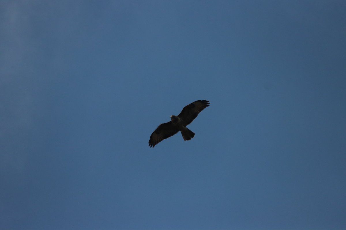 jgphotography10's tweet photo. (2/2) Common Buzzard: Spotted at Cocken Wood 🌳📸- 25-02-2026
#Birds #BirdsInFlight #CommonBuzzard #Durham #Photography https://t.co/HMQaZZrShk