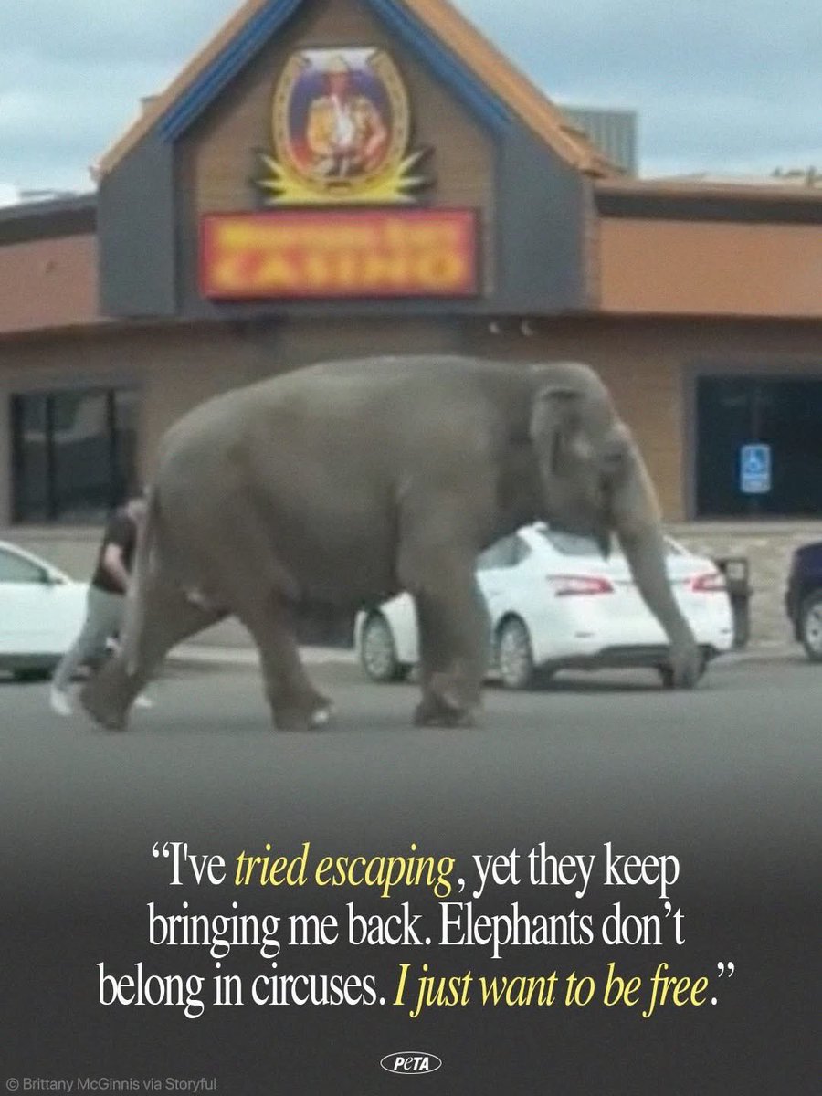 dominic dyer tweet media