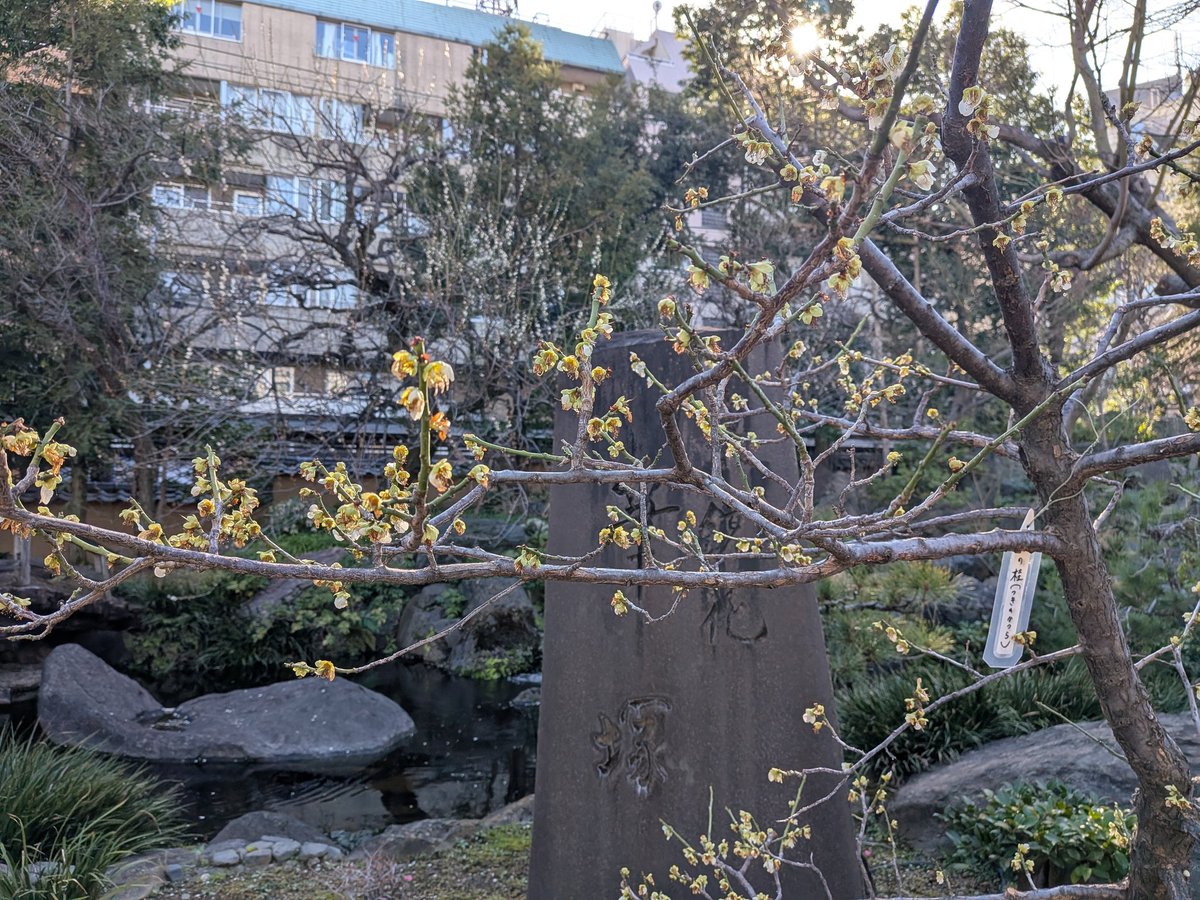 文京花めぐり公式【文京区観光協会・文京区共催】開花情報も随時発信中❣️ tweet media