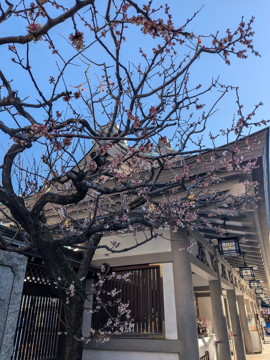 文京花めぐり公式【文京区観光協会・文京区共催】開花情報も随時発信中❣️ tweet media