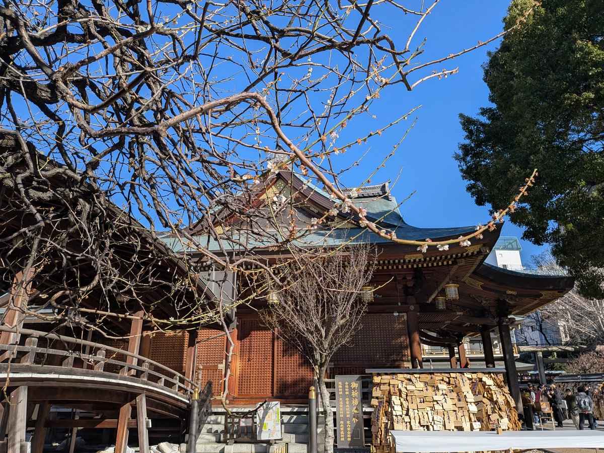 文京花めぐり公式【文京区観光協会・文京区共催】開花情報も随時発信中❣️ tweet media