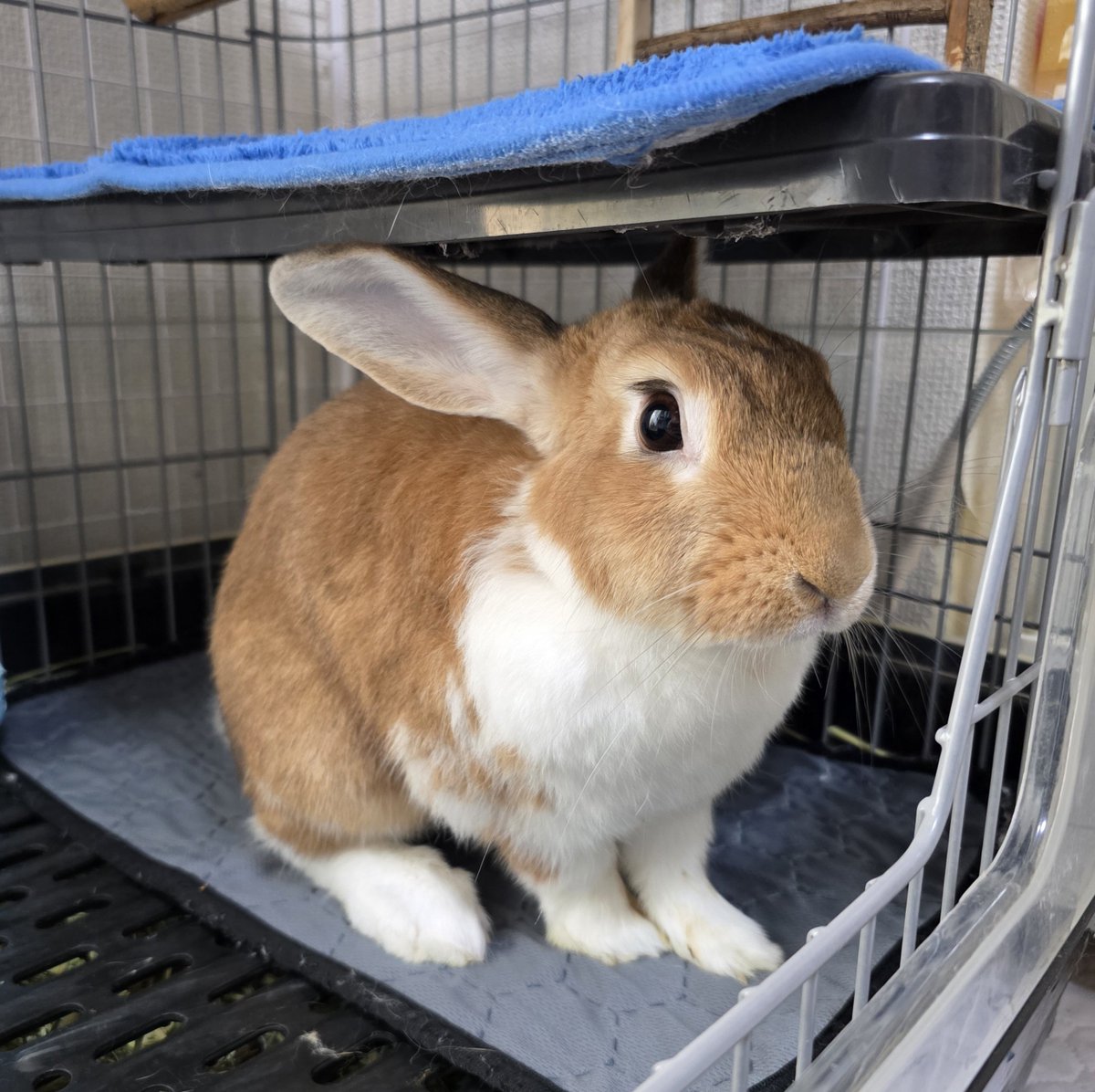 こんにちは😊🐰🐰🐰🐰 #うさぎ