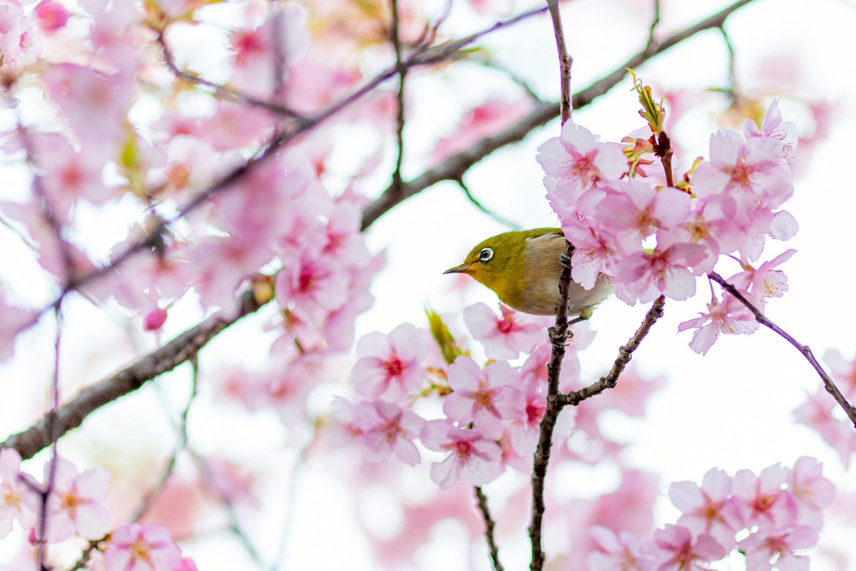 ribo_another_tk's tweet photo. 久々に朝活頑張った。
河津桜も久々に撮れて良かったです。

メジロ可愛い☺️

#河津桜 
#メジロ https://t.co/k6MeI1dKpY