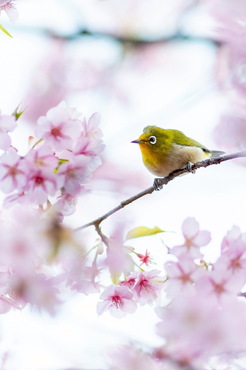 ribo_another_tk's tweet photo. 久々に朝活頑張った。
河津桜も久々に撮れて良かったです。

メジロ可愛い☺️

#河津桜 
#メジロ https://t.co/k6MeI1dKpY