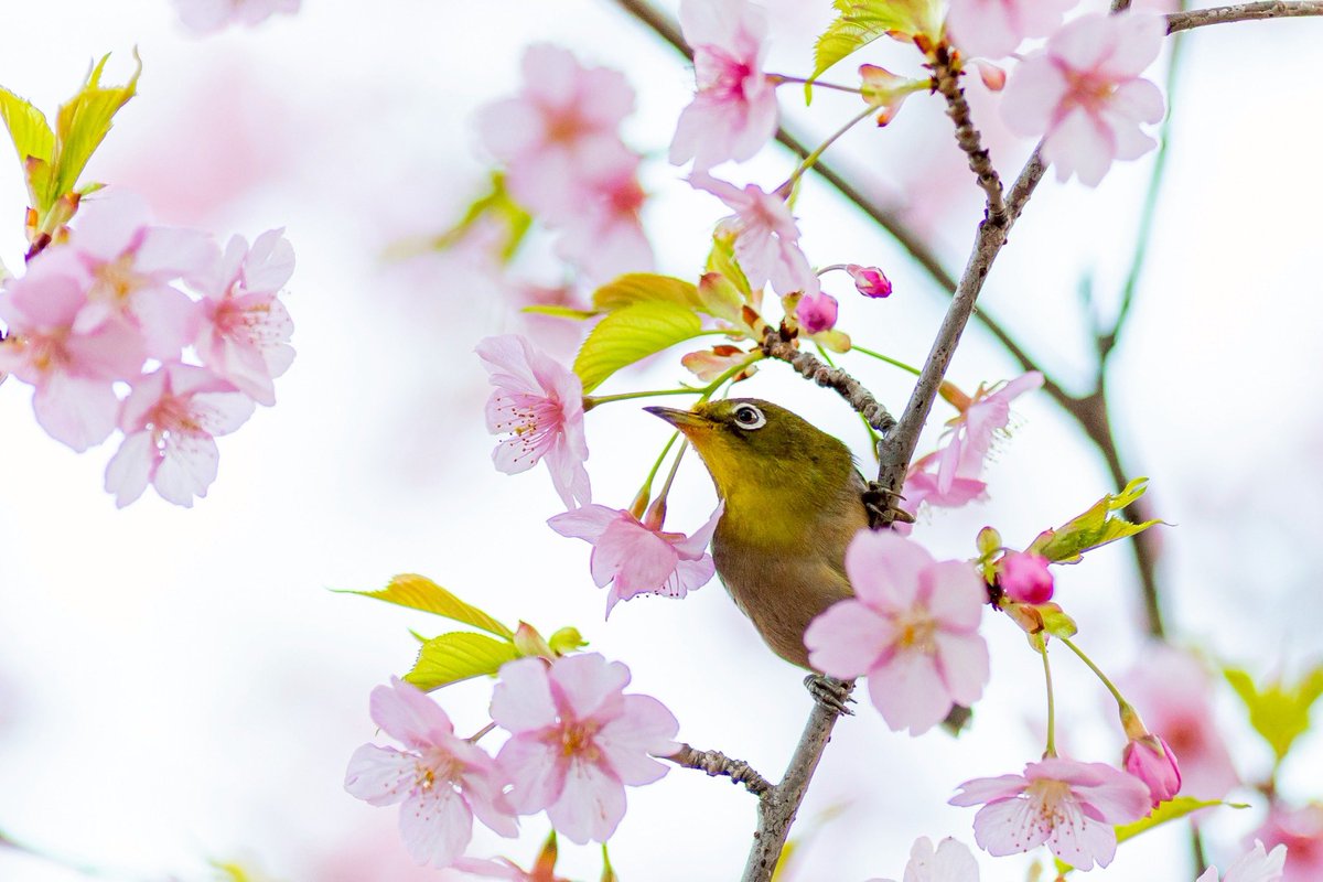 ribo_another_tk's tweet photo. 久々に朝活頑張った。
河津桜も久々に撮れて良かったです。

メジロ可愛い☺️

#河津桜 
#メジロ https://t.co/k6MeI1dKpY