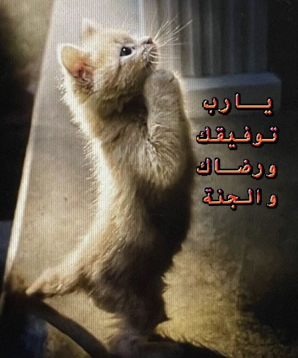 Re tweet media