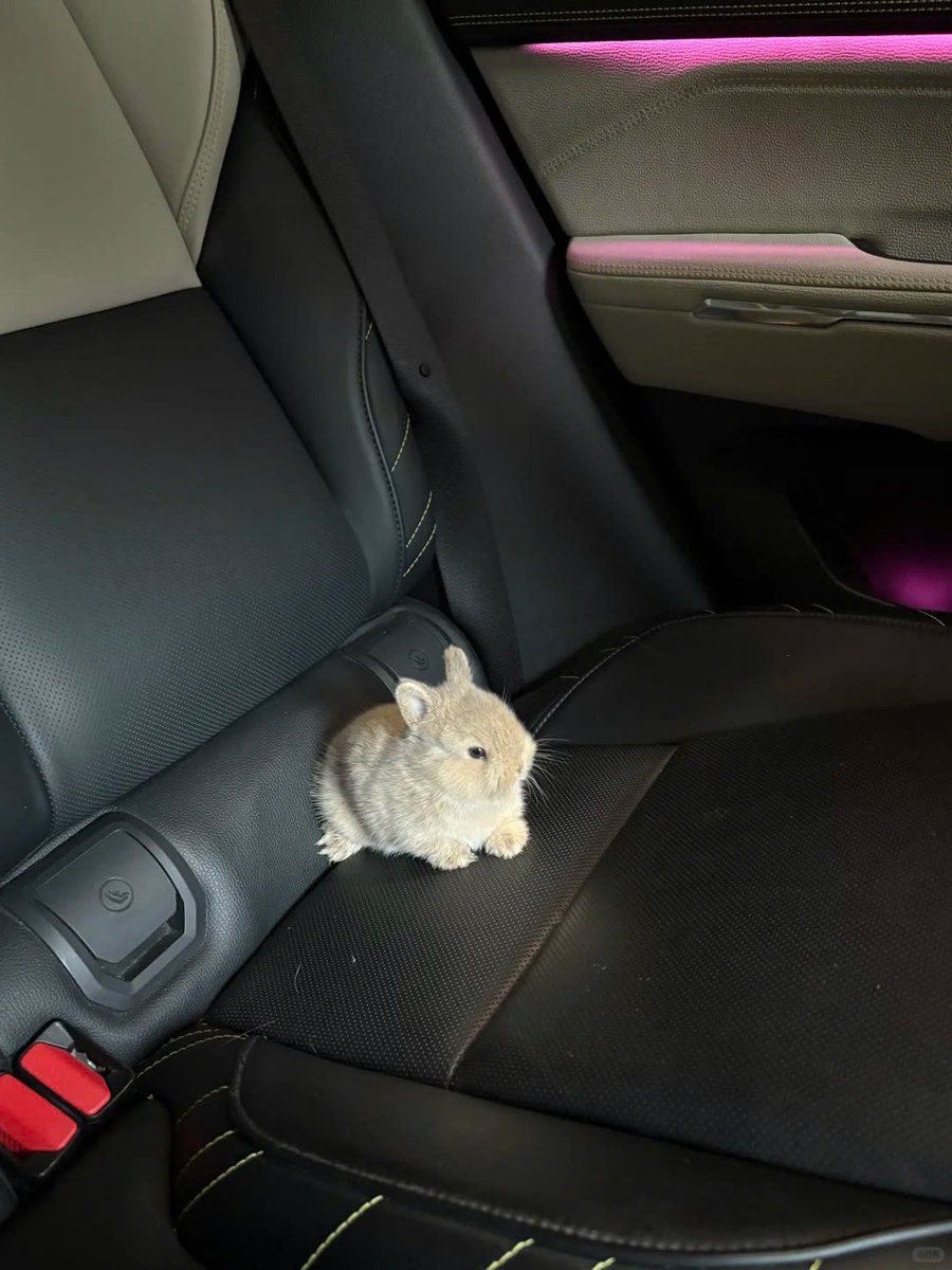 Why you should have a rabbit (@shouldhaverabit) on Twitter photo 