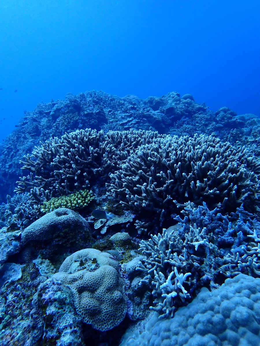 NACSJ's tweet photo. 【3月5日】#サンゴの日

世界の海底の 0.2％ にすぎないサンゴ礁。
それでも 海洋生物の約25％ がここで生きています。

命が織りなす、海の豊かな世界。

今日は #サンゴ礁 に暮らす生き物たちの未来に、
少しだけ思いを向けてみませんか。 https://t.co/SdcHKAbzzH
