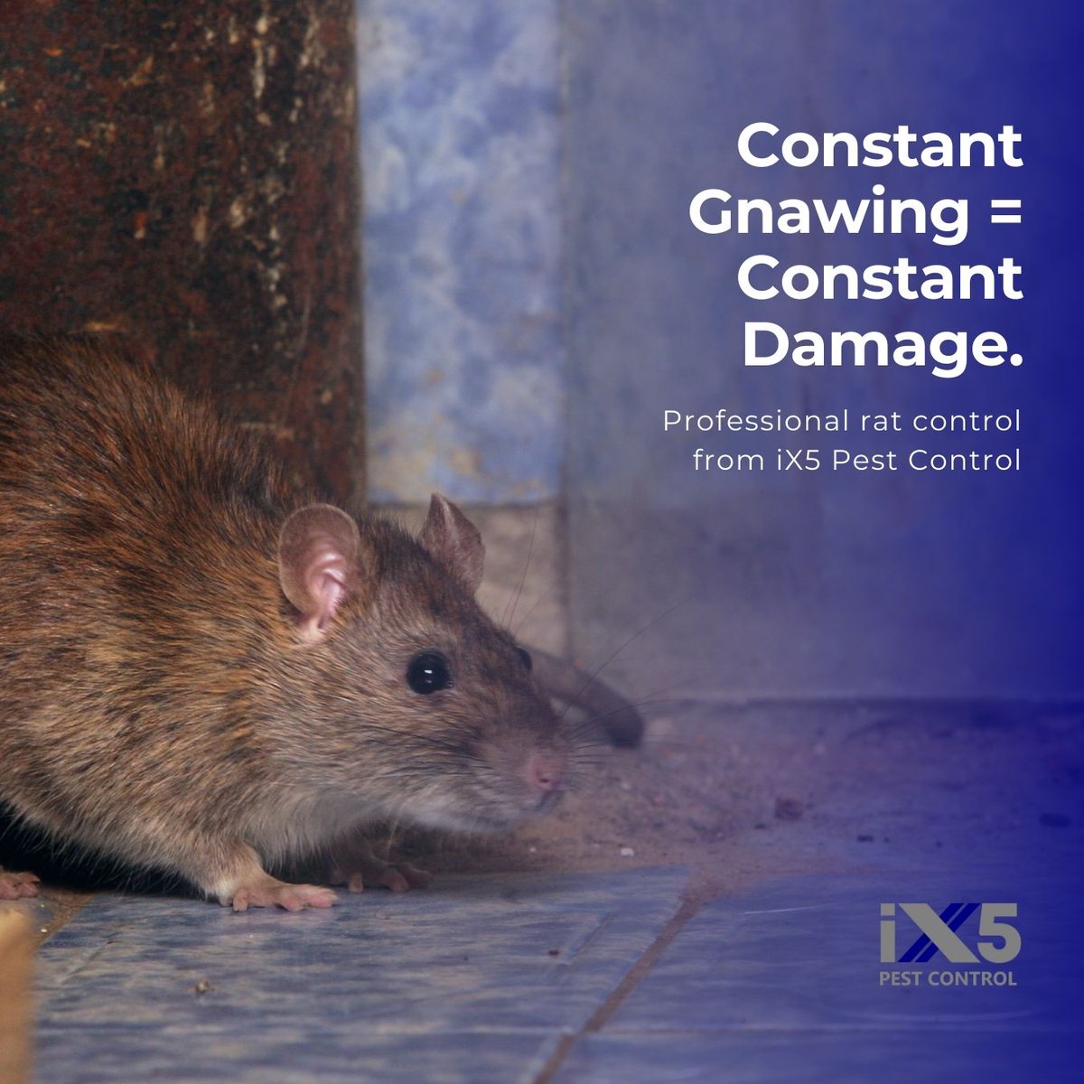 iX5uk's tweet image. Did you know? 😳

A single rat’s teeth grow up to 14cm a year – that’s why they gnaw constantly on wires, pipes and wood.
Don’t let them chew through your peace of mind. Call iX5 Pest Control today. ix5.uk/pest-control-s…
#RatFacts #DidYouKnow #PestControl