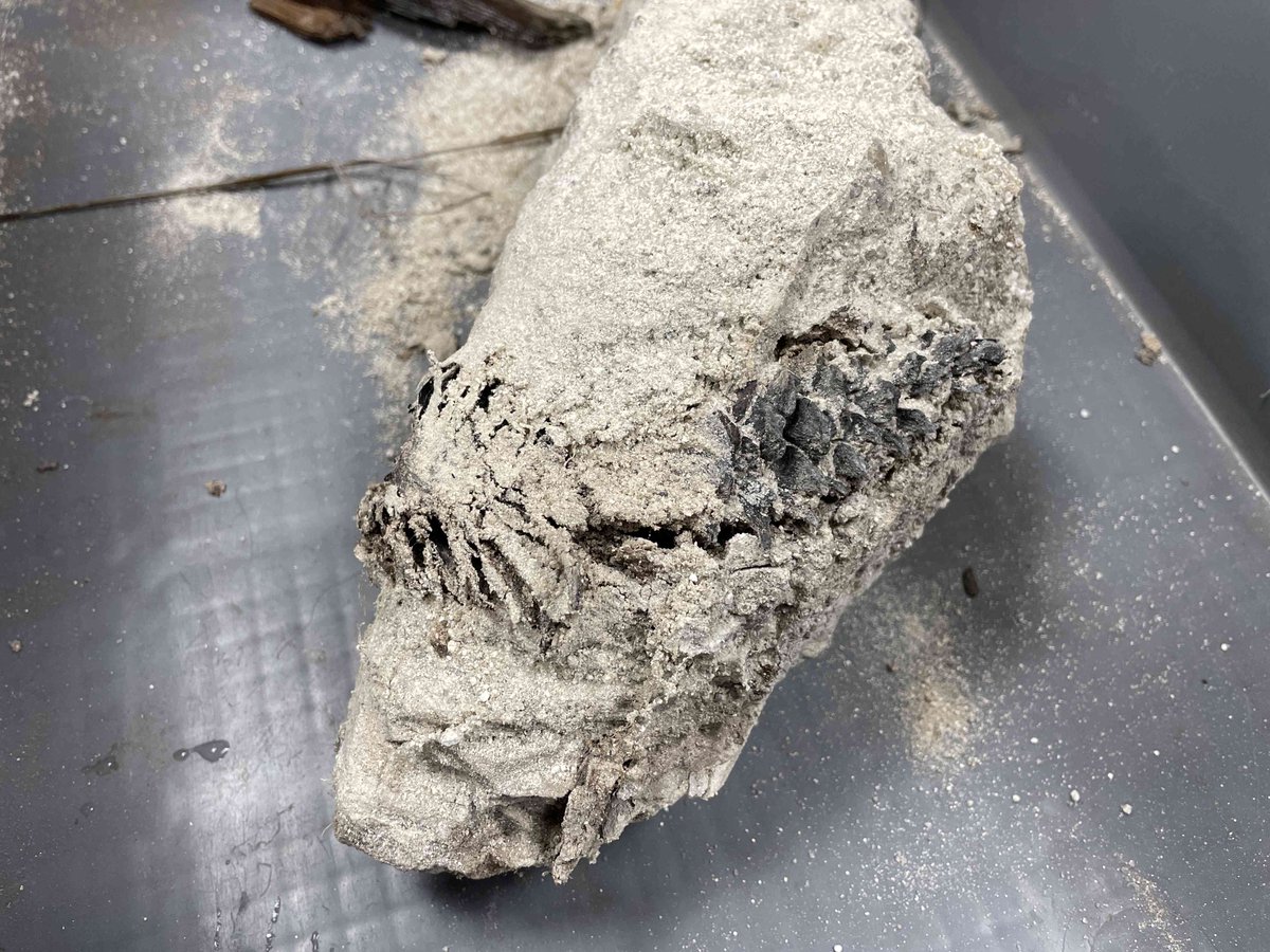 3cm程、陶土の中から姿を覗かせていたので、その周囲を慎重に掘りまし