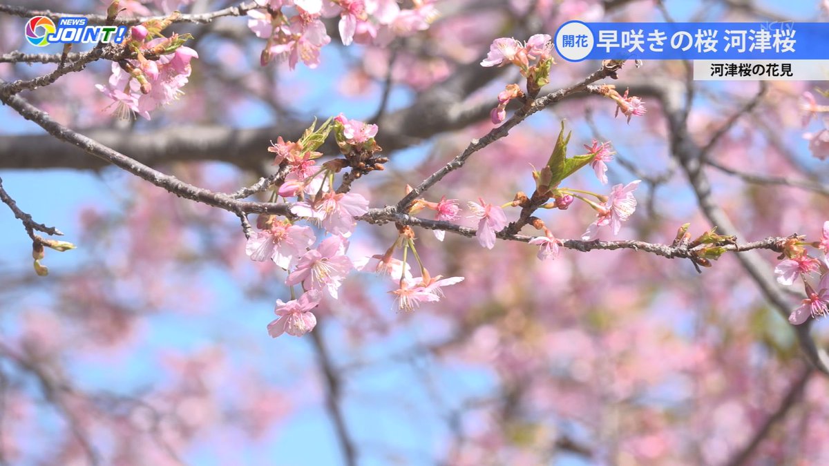 早咲きの桜が見ごろ」 成田市野毛平にある里山 #成田さくらの里 では