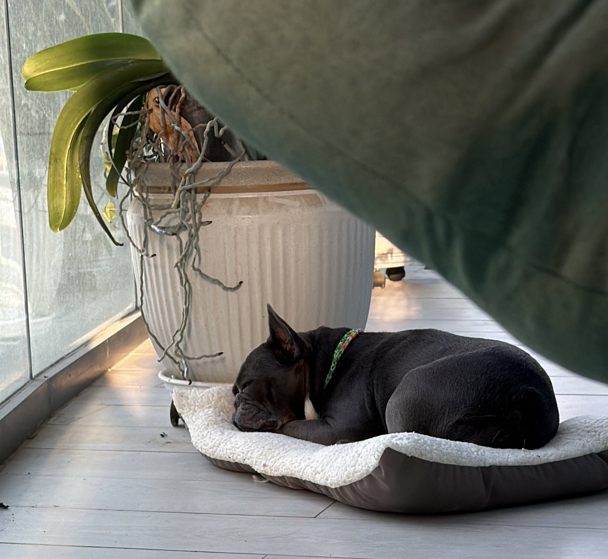 DrVoldemar tweet media