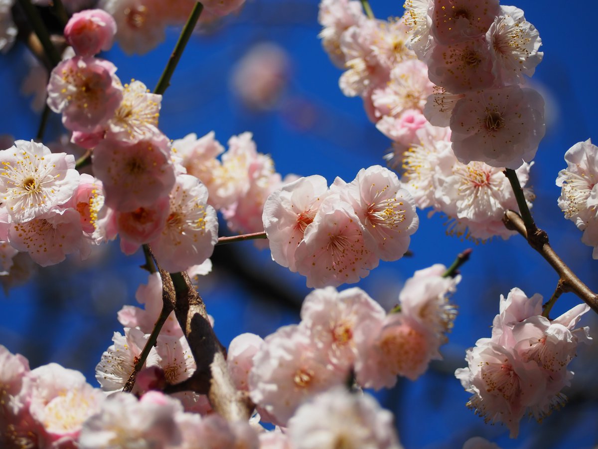 かっち (@kacchi25) / Posts / X